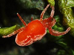 Trombidioid Mite